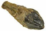 Unworn Rooted Triceratops Tooth - Wyoming #314560-1